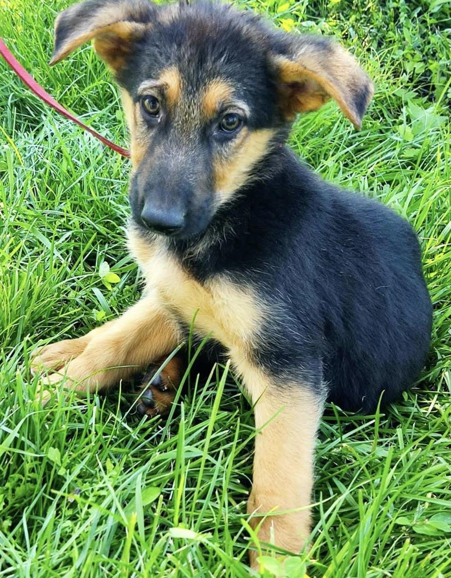 Ciobanesc German Caine Lup excelent 14 saptamani