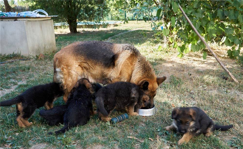Ciobănesc german cu păr lung, pedigree tip A