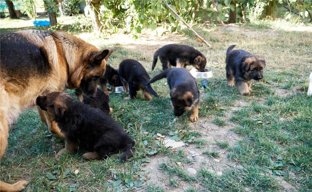 Ciobănesc german cu păr lung, pedigree tip A