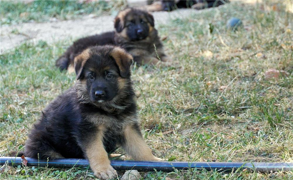Ciobănesc german cu păr lung, pedigree tip A