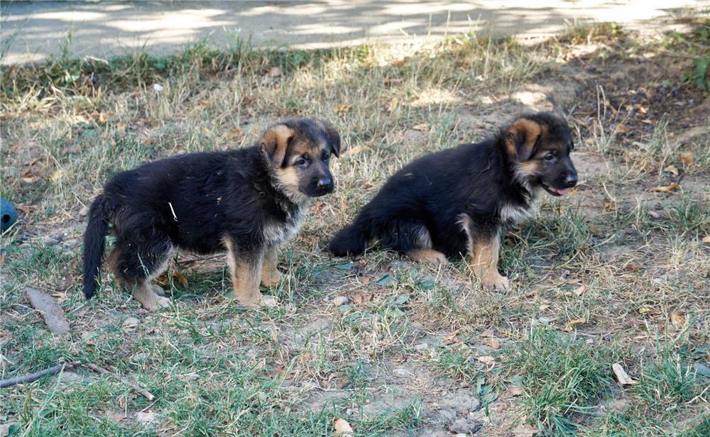 Ciobănesc german cu păr lung, pedigree tip A