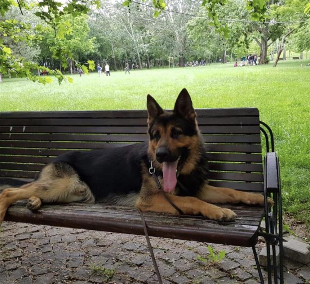 Ciobanesc german-mascul pt monta
