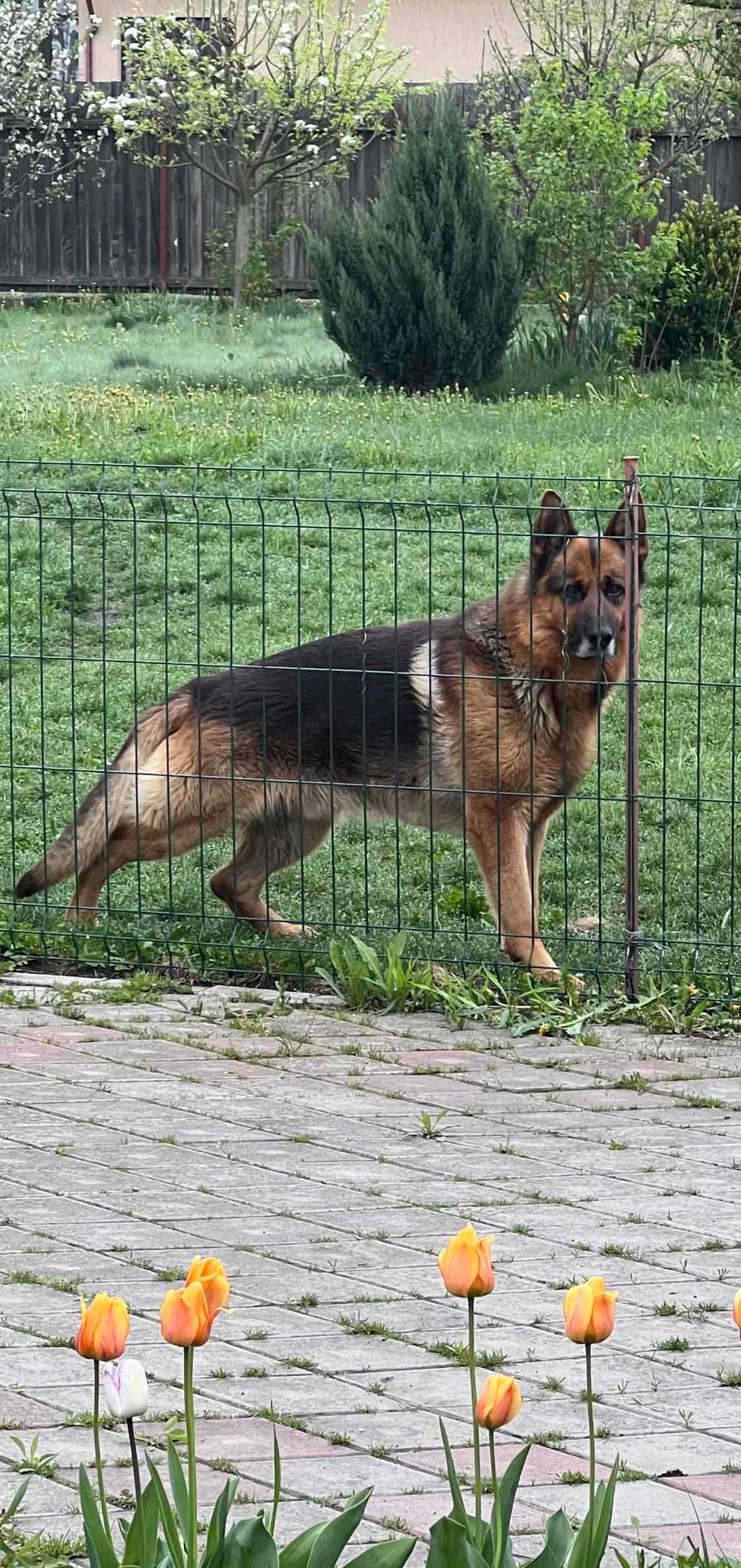 Ciobanesc German/ monta