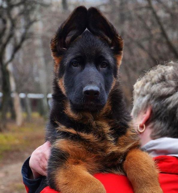 Ciobănesc German negru cu pete de foc, genetică pe 4 generatii