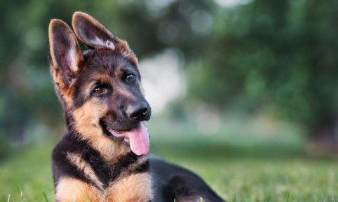 Ciobănesc German negru cu pete de foc, genetică pe 4 generatii