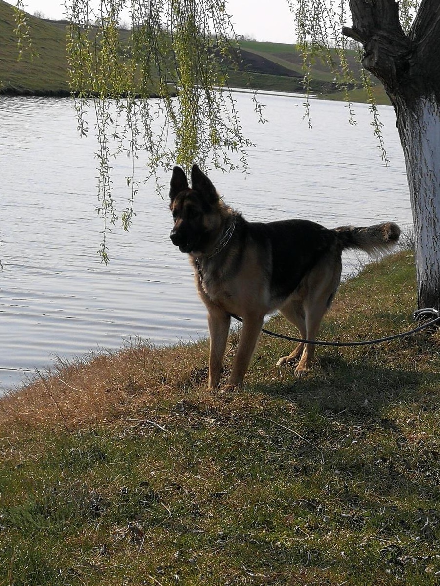 Ciobanesc german pentru monta