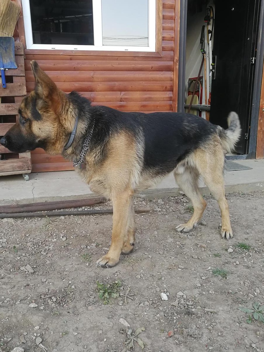 Ciobanesc german pentru monta