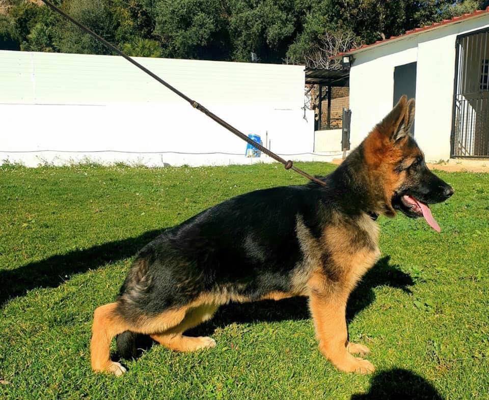 Ciobanesc German talie mare, 2 luni, genetica superioara