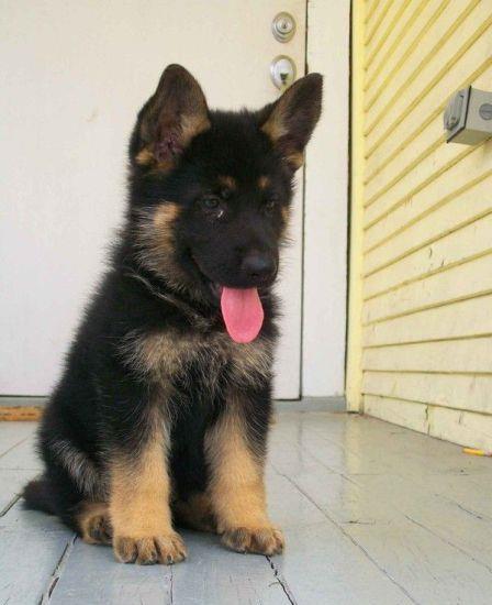 Ciobanesc German talie mare, 2 luni, genetica superioara