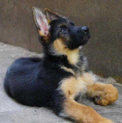 Ciobanesc German talie mare, 2 luni, genetica superioara