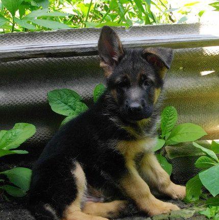 Ciobanesc German talie mare, 2 luni, genetica superioara