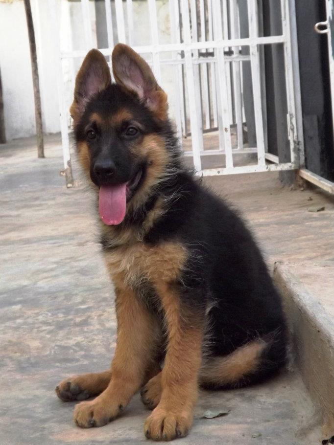 Ciobanesc German talie mare, masculi si femele