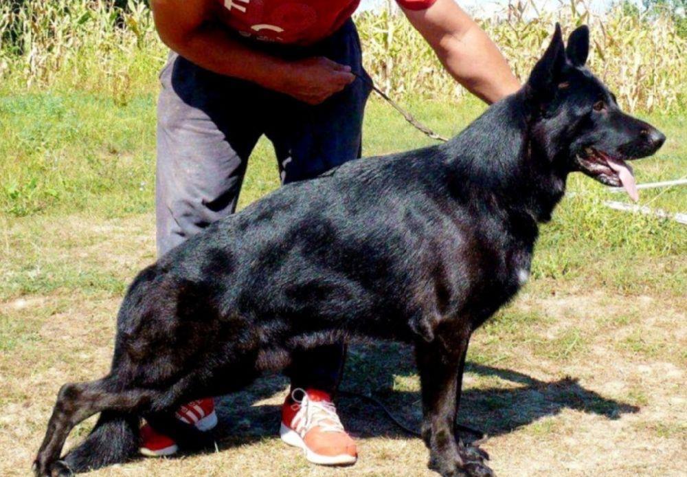 Ciobanesc German,cu pedigree linii show/lucru Canisa!!