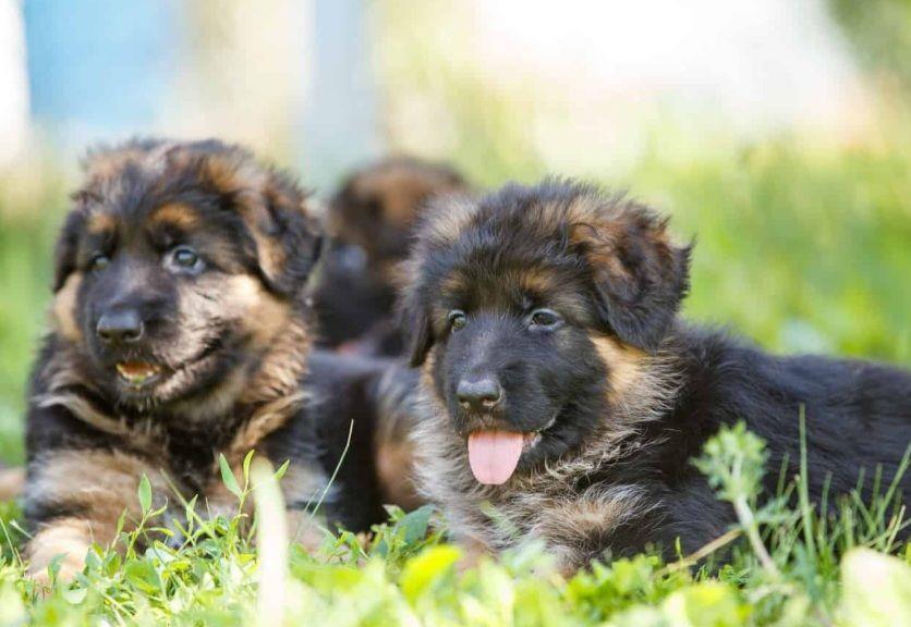 Ciobanesc German,cu pedigree linii show/lucru Canisa!!