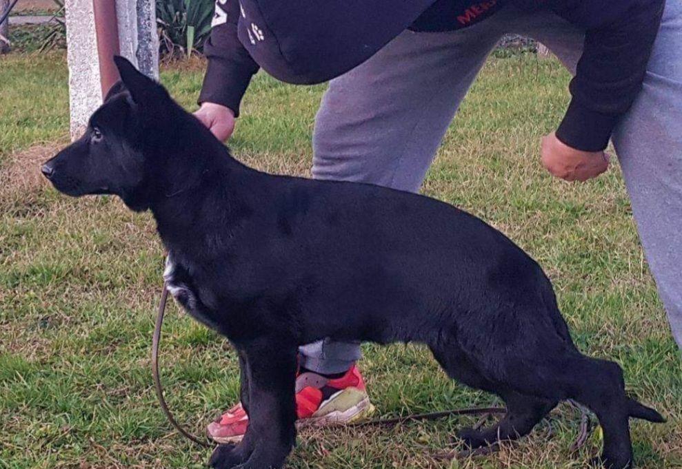 Ciobanesc German,cu pedigree linii show/lucru Canisa!!