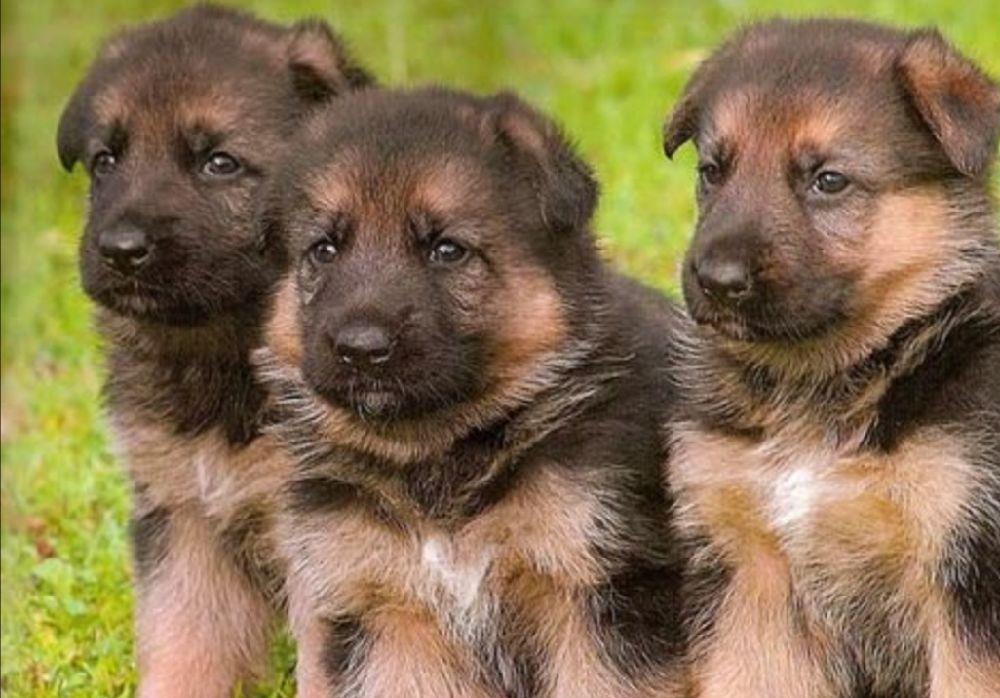 Ciobanesc German,cu pedigree linii show/lucru Canisa!!