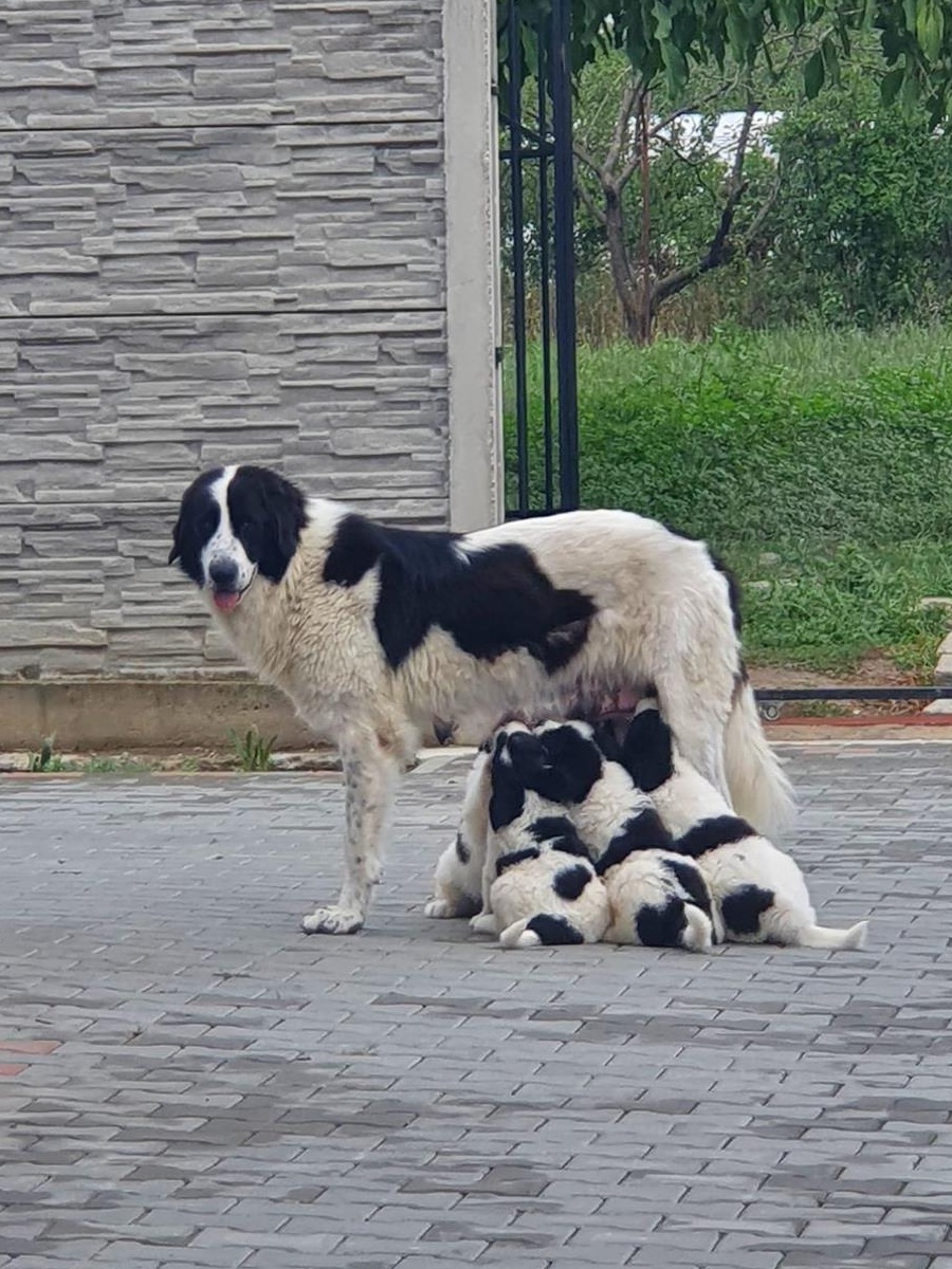 Ciobanesc Romanesc de Bucovina