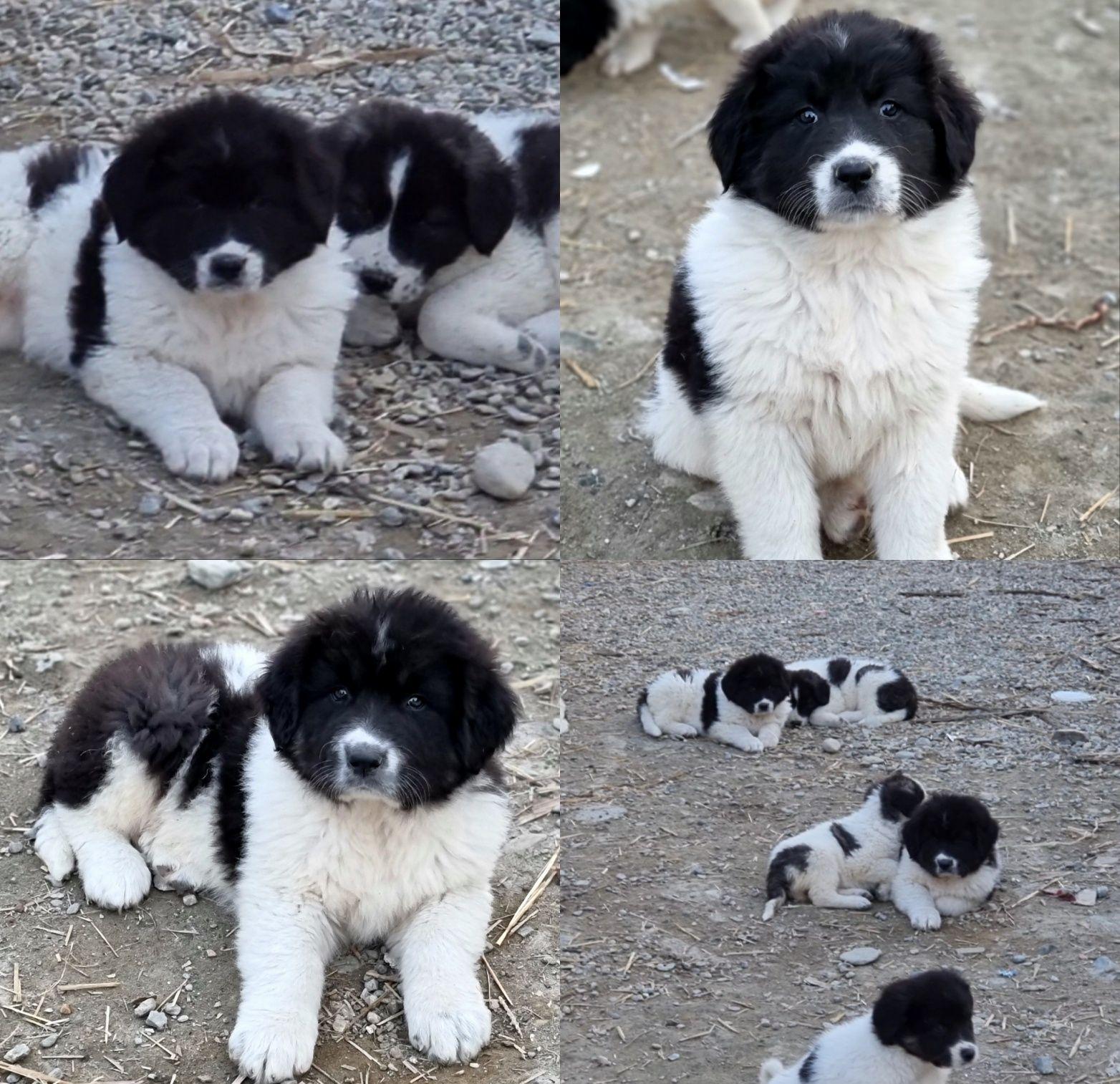 Ciobănesc romanesc de Bucovina cu pedigree
