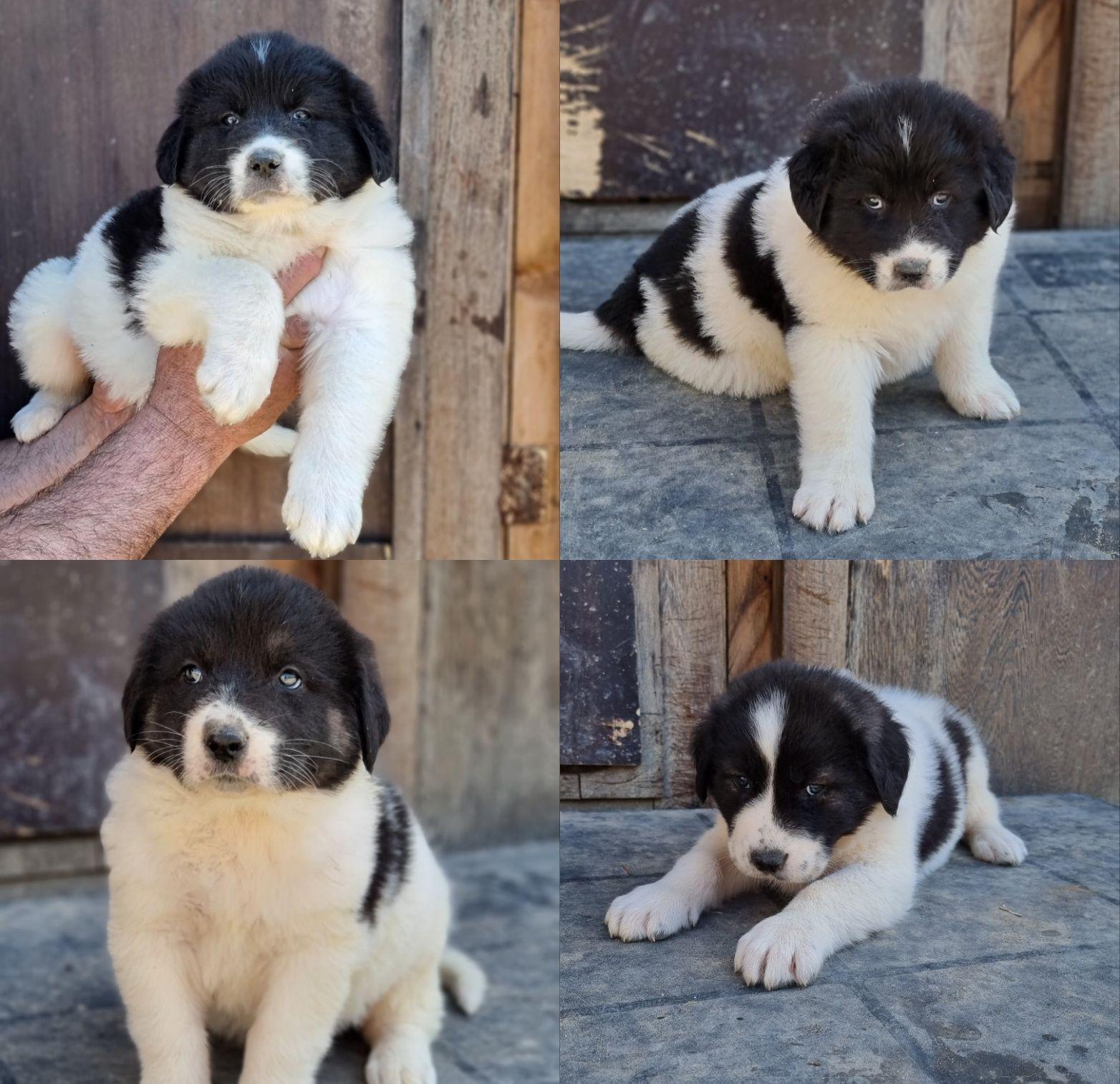 Ciobănesc romanesc de Bucovina cu pedigree