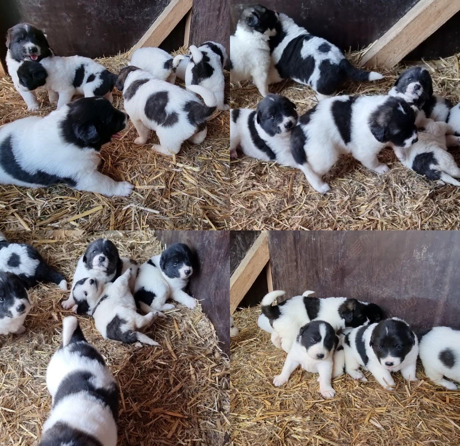 Ciobănesc romanesc de Bucovina cu pedigree