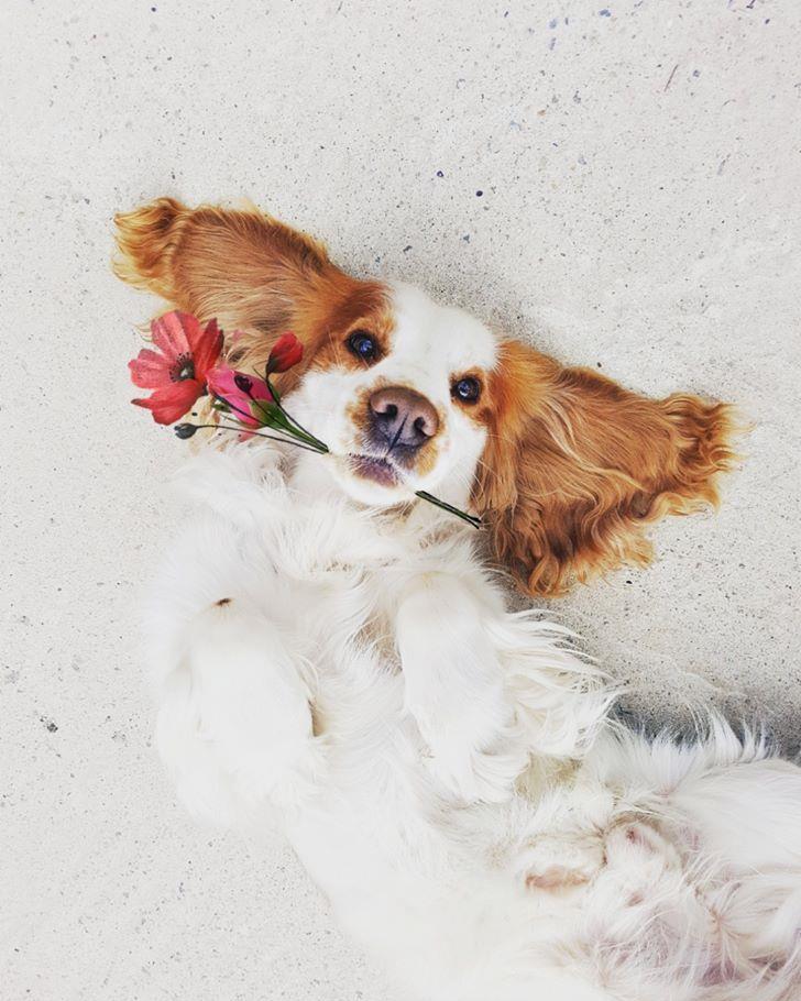 Cocker Spaniel monta