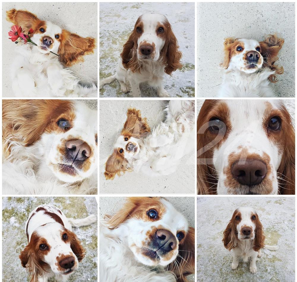Cocker Spaniel monta