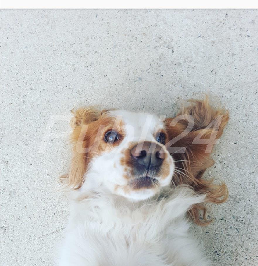 Cocker Spaniel monta