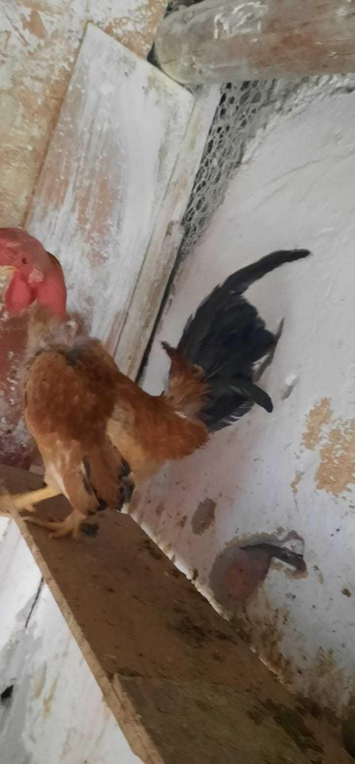 Cocoș pitic iopan gât golaș