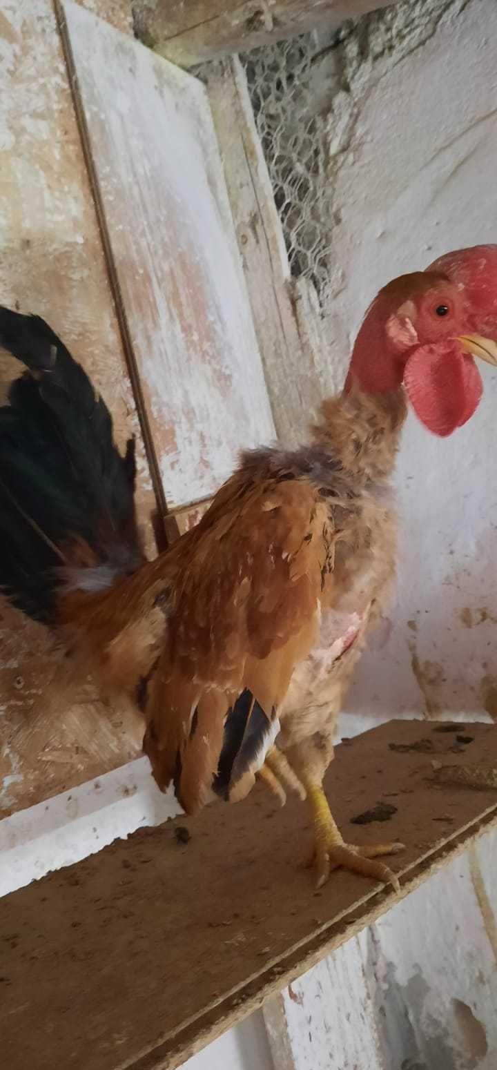 Cocoș pitic iopan gât golaș