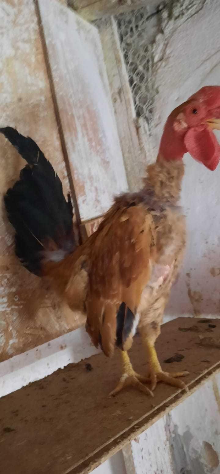 Cocoș pitic iopan gât golaș