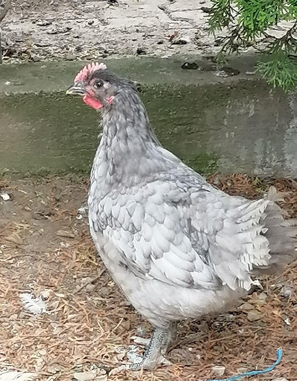 cocosi australorp
