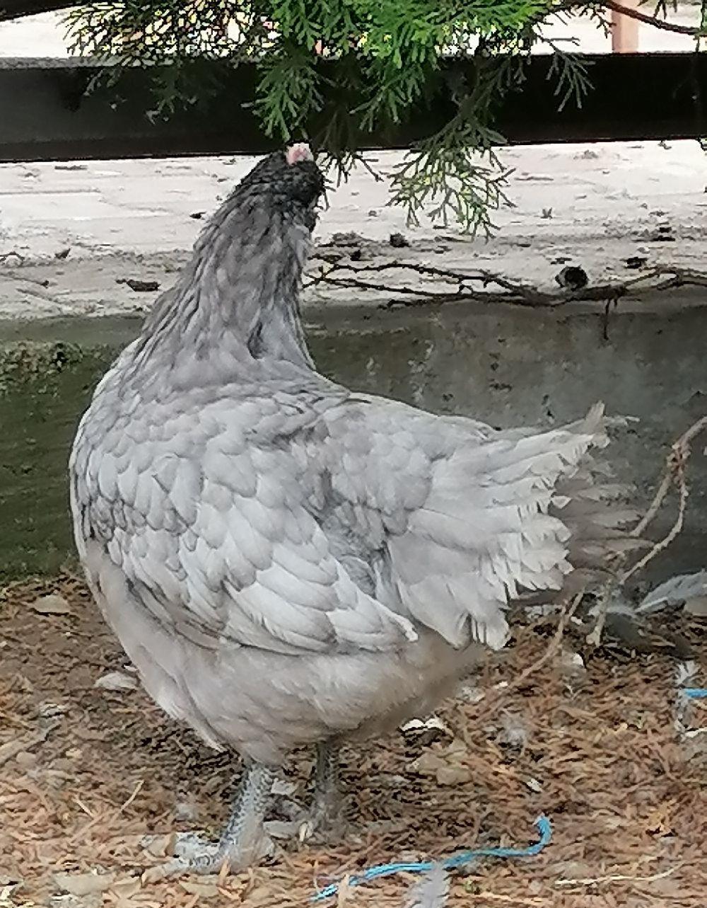 cocosi australorp
