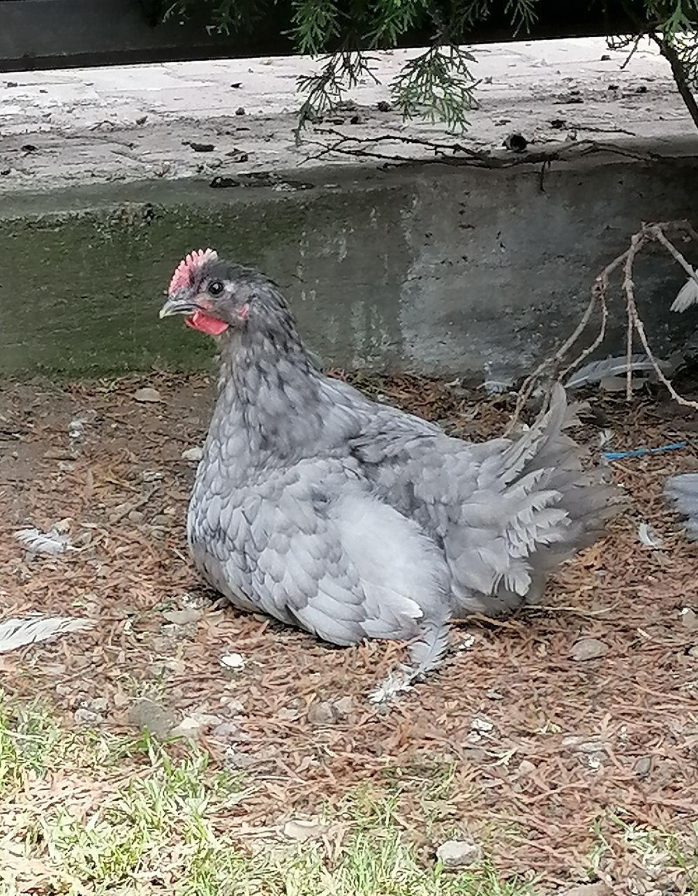 cocosi australorp