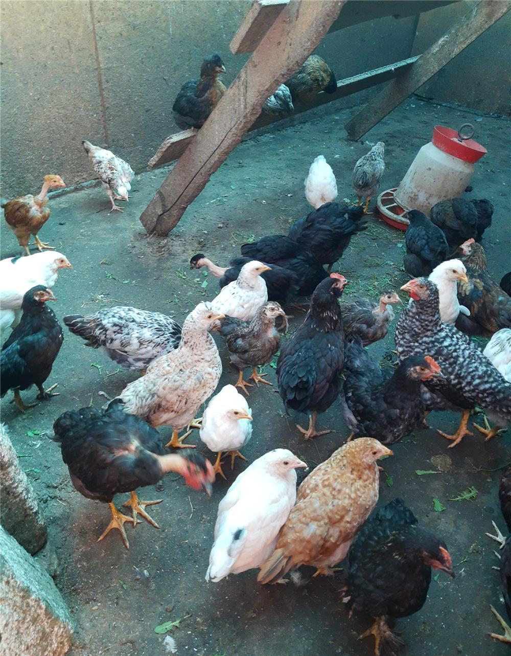 Cocosi de țară 2022