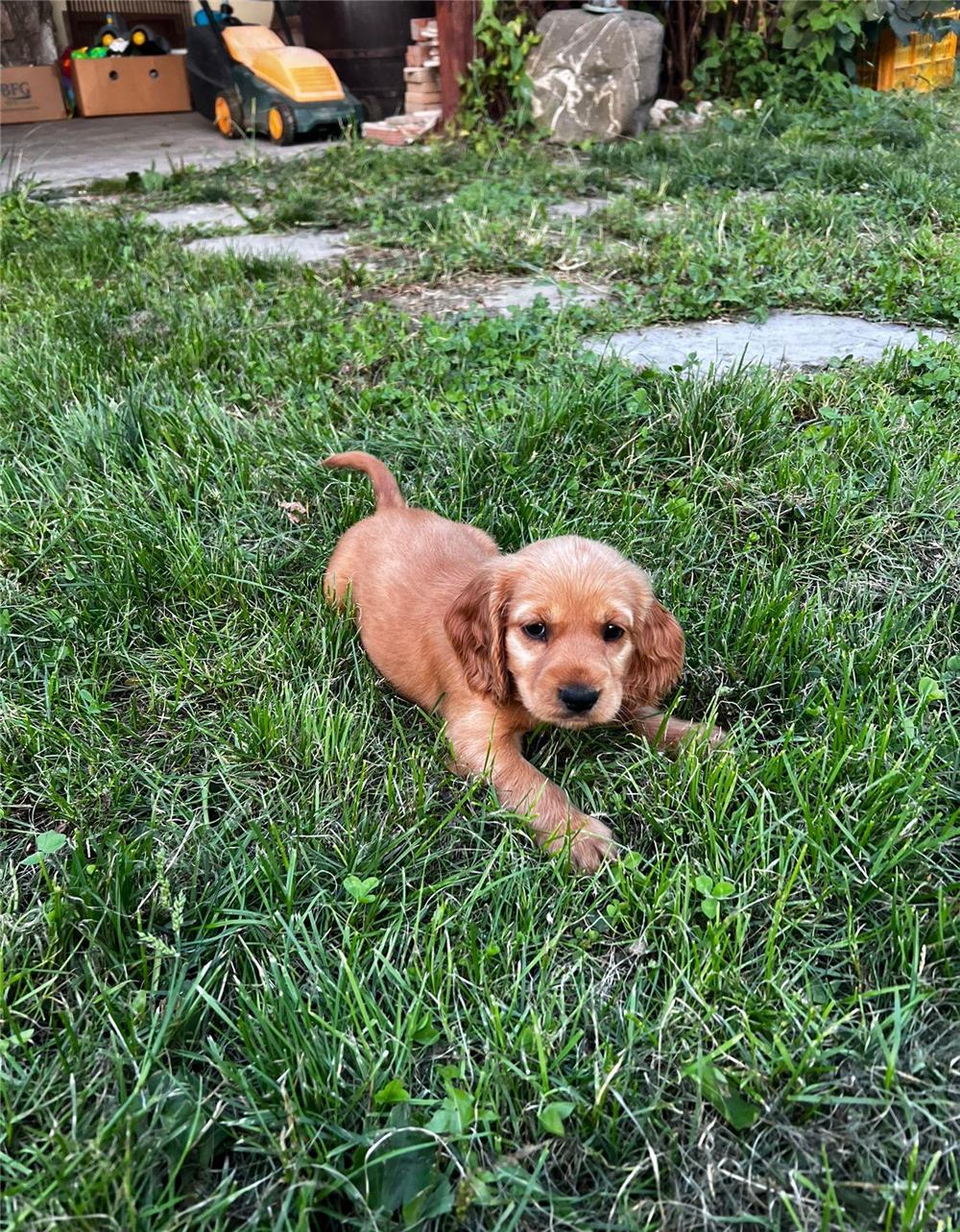 Coker Spaniel Auriu