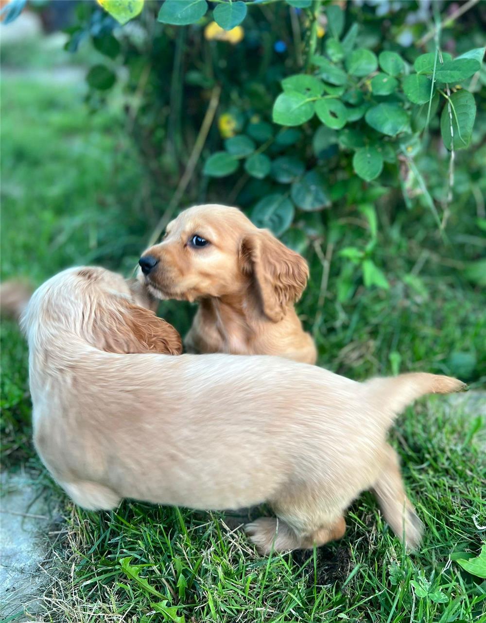 Coker Spaniel Auriu