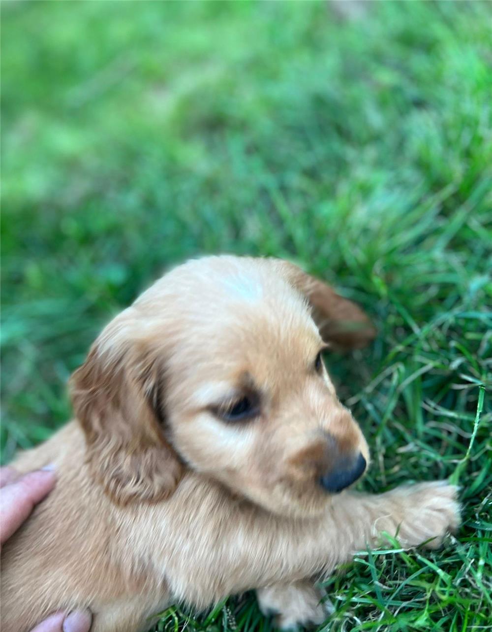 Coker Spaniel Auriu