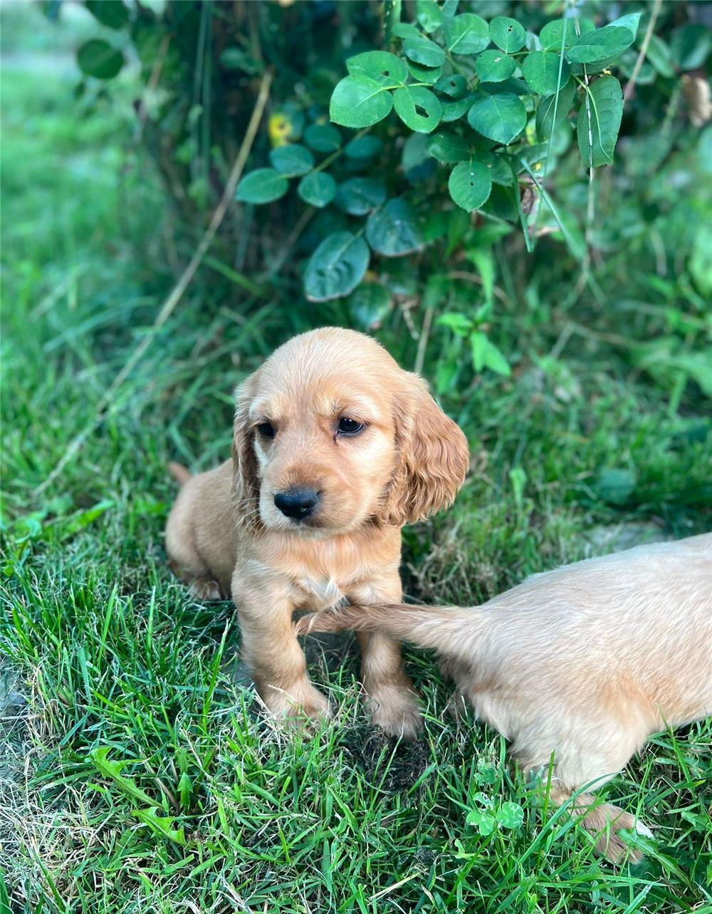 Coker Spaniel Auriu