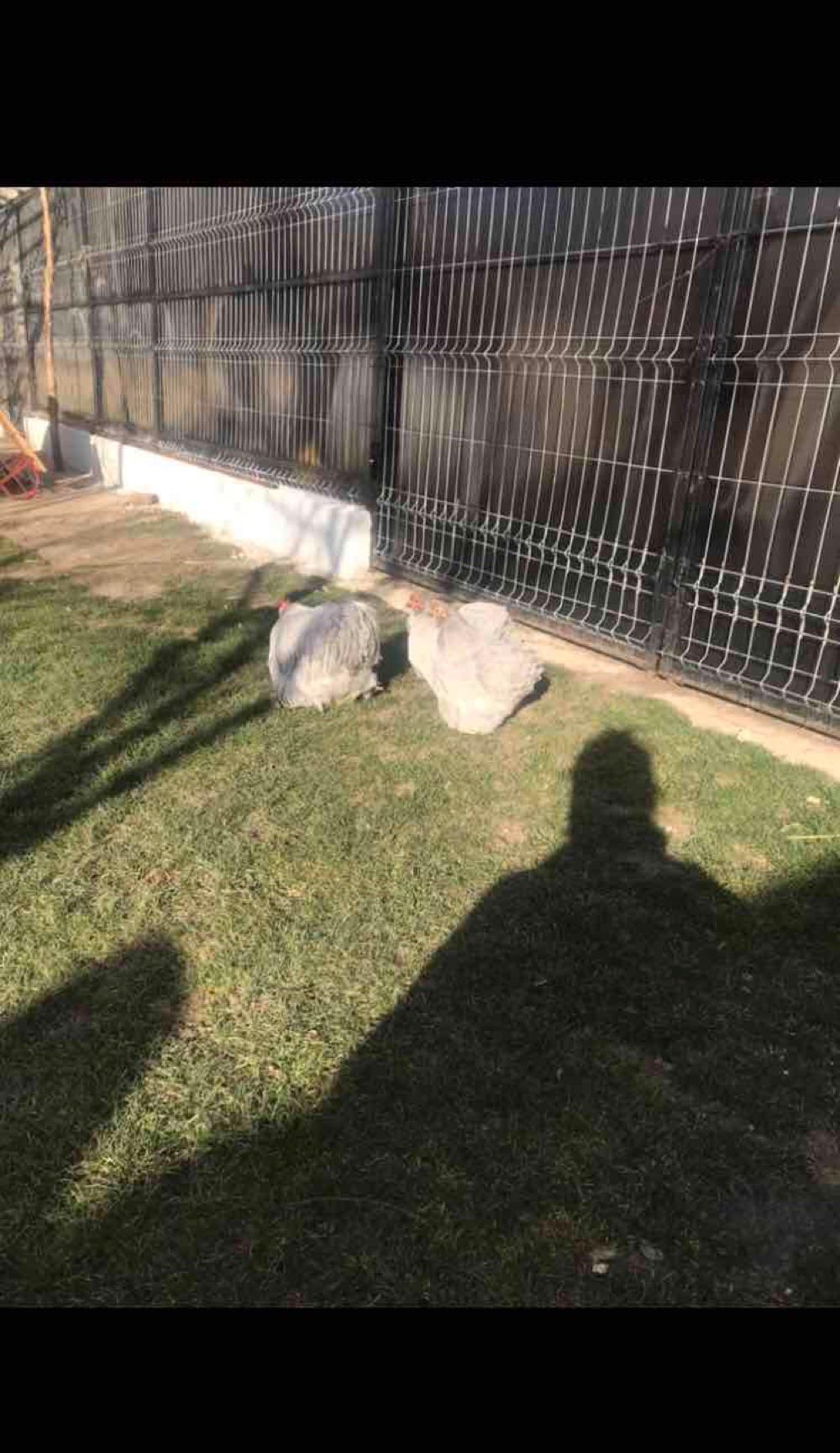 conchinchina lavandă pitic