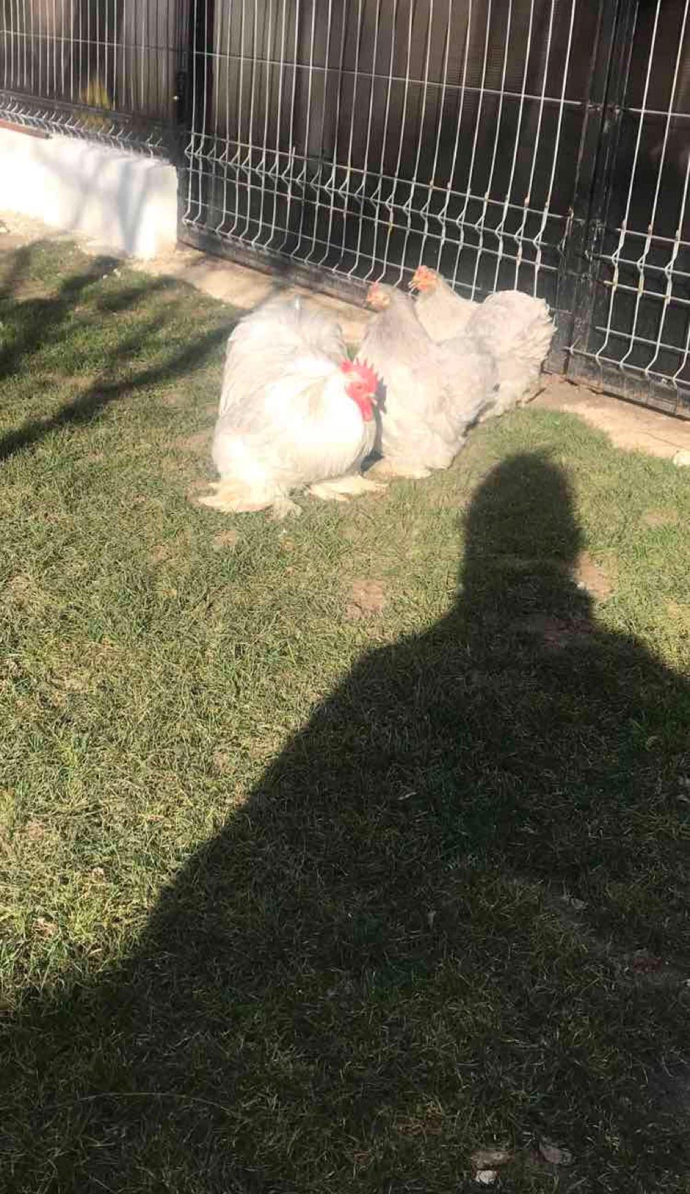 conchinchina lavandă pitic
