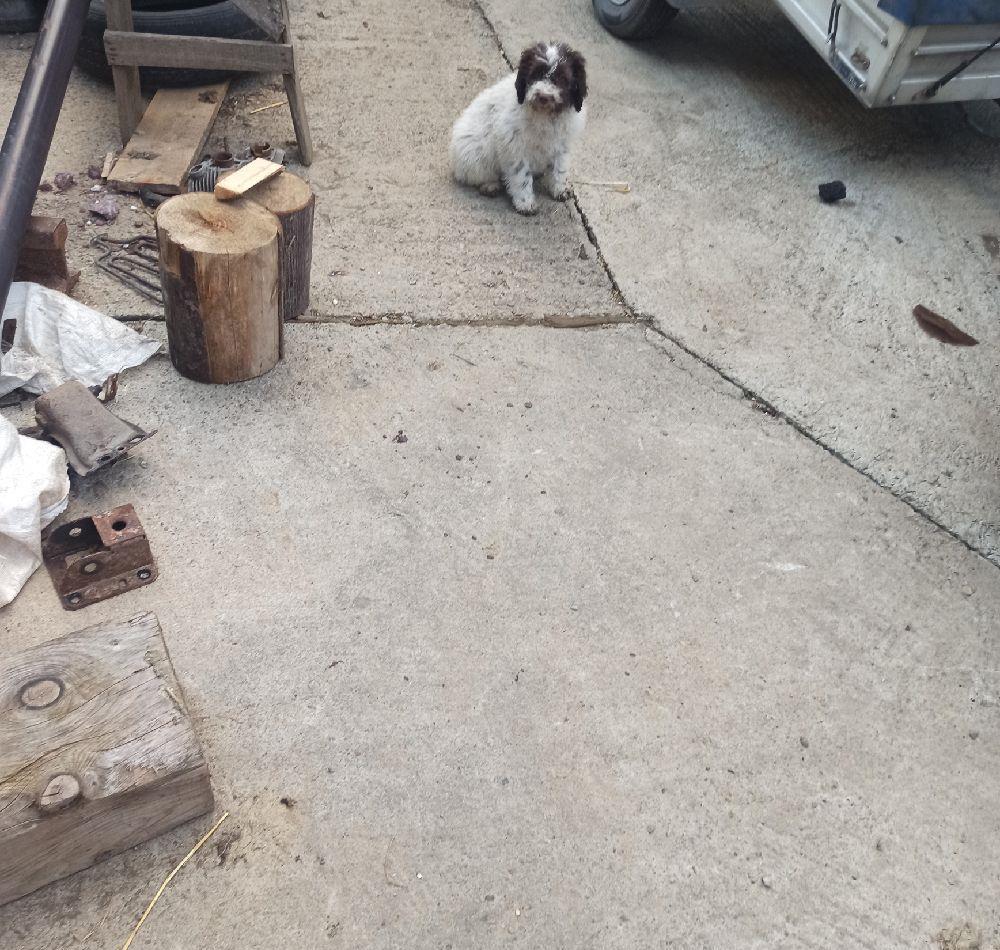 ctel Lagotto Romaniolo
