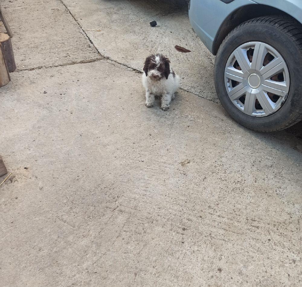 ctel Lagotto Romaniolo