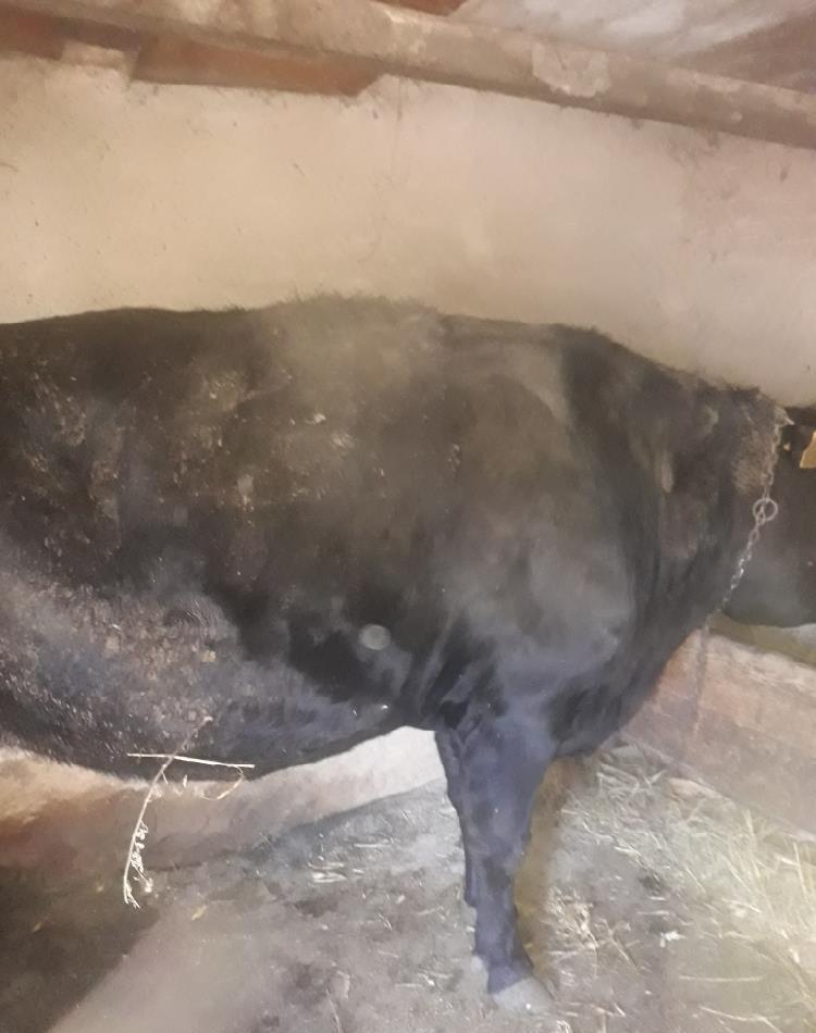 Cumpăr vaci.tauri