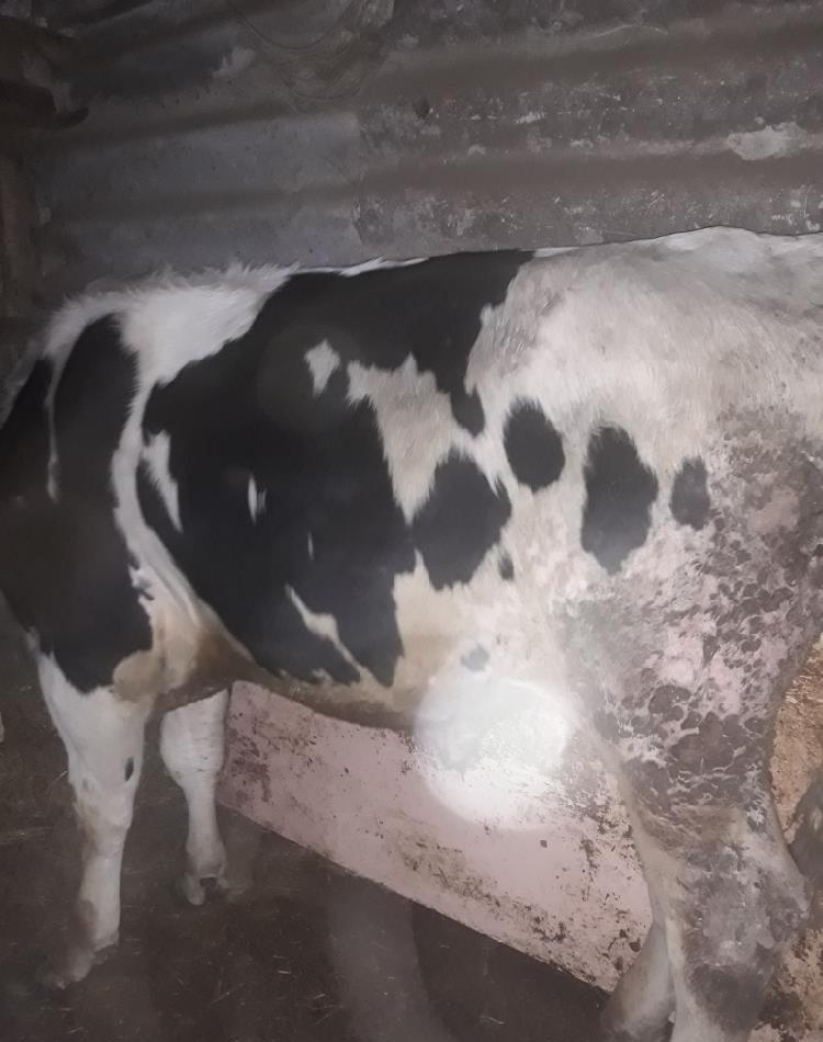 Cumpăr vaci.tauri