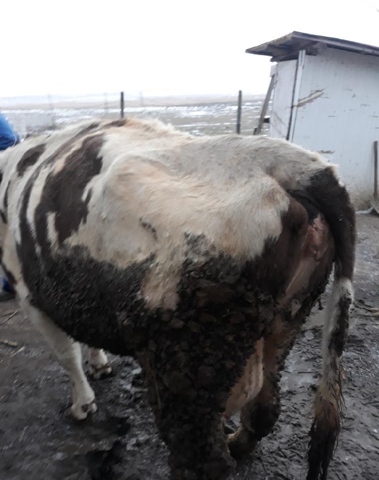 Cumpăr vaci.tauri