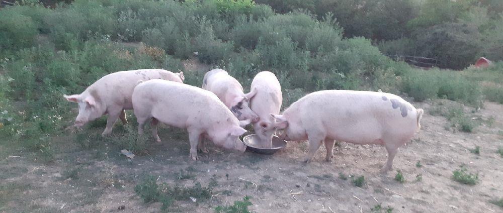 Cumpăr vițele 2x4 între 4 și 8 luni b.romînească