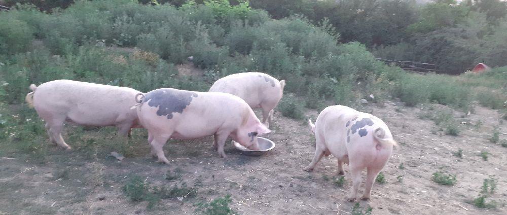 Cumpăr vițele 2x4 între 4 și 8 luni b.romînească