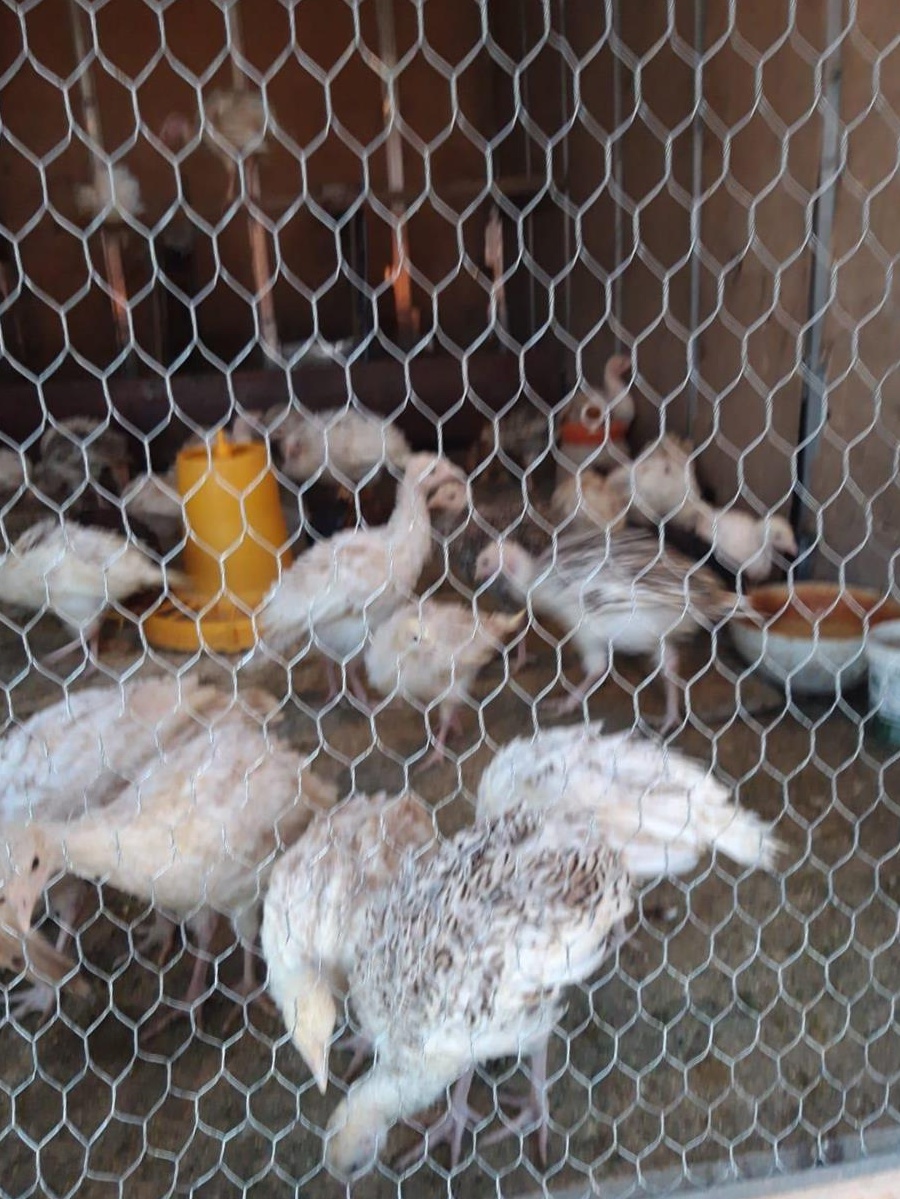 Curci, curcani, cocosi
