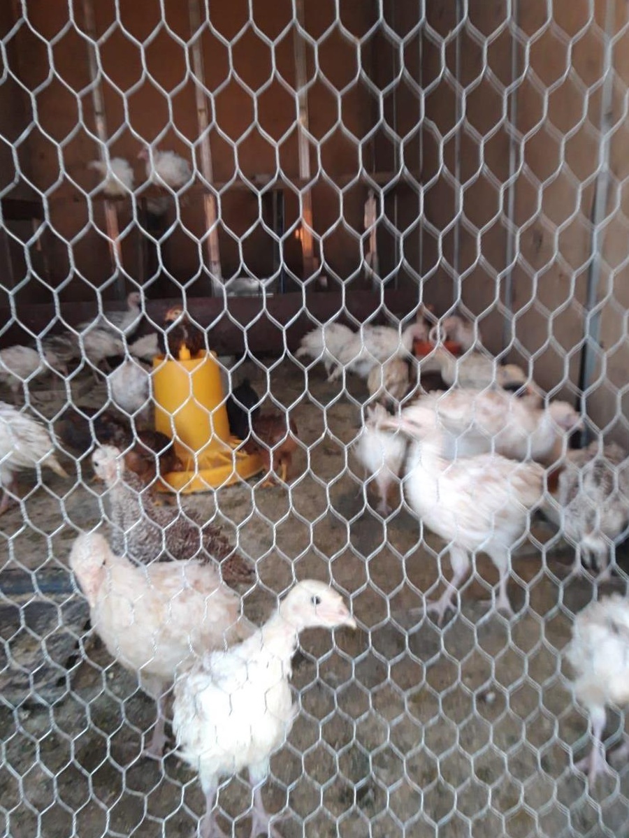 Curci, curcani, cocosi