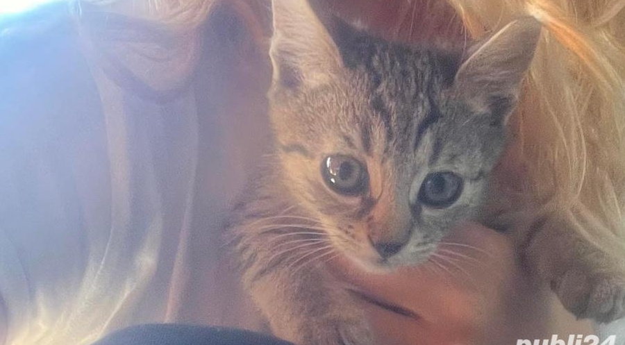 Dau in adoptie pisica